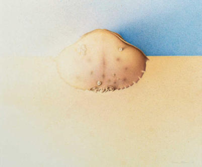 Wim Blom-Carapace  2006 Egg tempera on paper  40 x 46 cm 