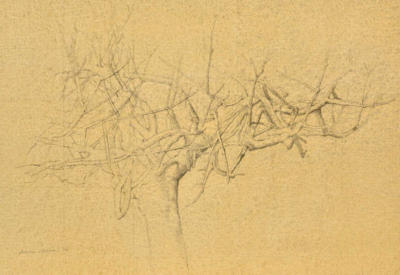 Wim Blom-Dry fig tree No2  2010 Graphite on paper prepared with gouache 20.3 x 28 cm   