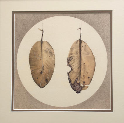 Wim Blom-Two suspended leafs 1991watercolour, ganarle and  pencil  33 x 37 cm